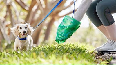 Pick up your pup's poop