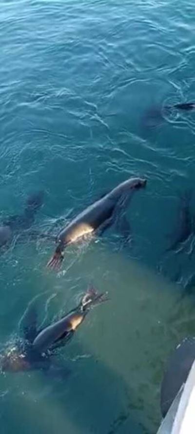 Seals captured on camera