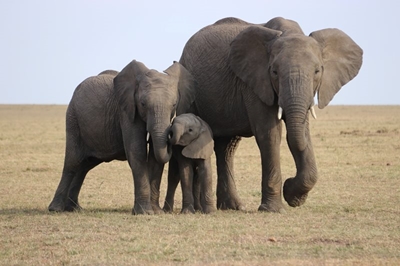 Elephants being born tuskless because of poaching
