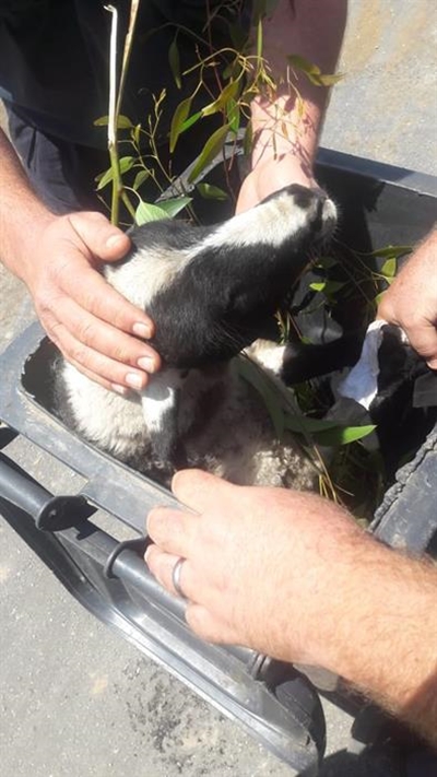 Woolly surprise in wheelie bin