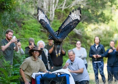 Crowned eagle given its wings