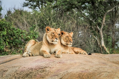 Best Places to see Lions in the Kruger