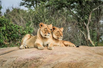 Best Places to see Lions in the Kruger