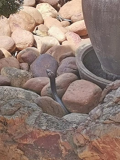 Pasop vir slange