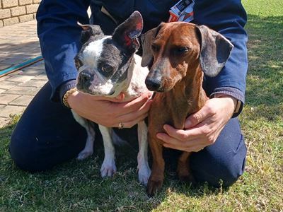 Free to a good home trio on the road to recovery