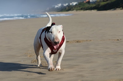 When would you need an animal behaviourist or a trainer?