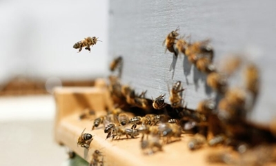 Richards Bay man survives vicious bee attack