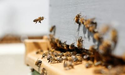Richards Bay man survives vicious bee attack