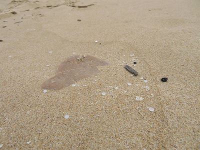 Nurdles show up on Plett beaches once again