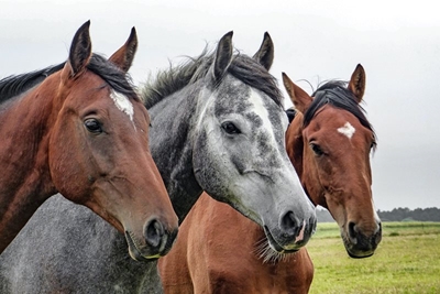A first-aid kit for horses