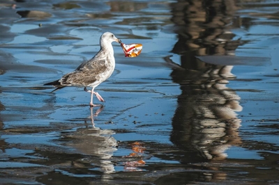 Western Cape Government recognises Earth Day and the importance of managing our relationship with plastics