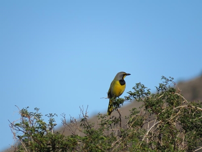 Graaff-Reinet Bird Club enjoy outings