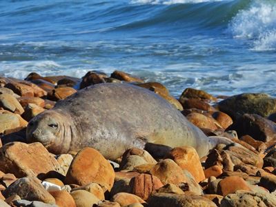 Elephant seal begins annual moult at Gouritsmond