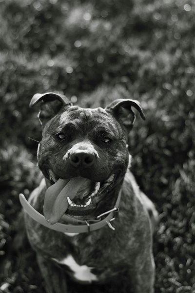 Elderly couple attacked by their pet pitbulls