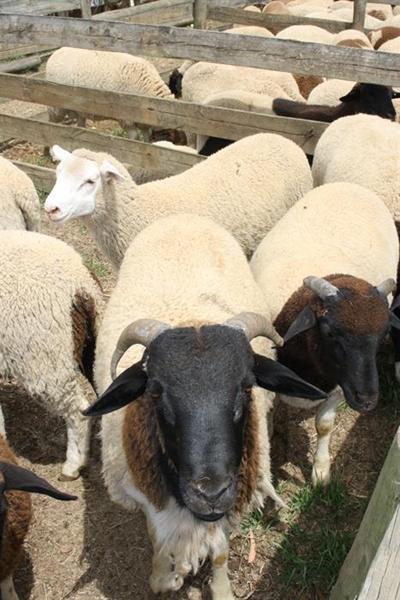 Nasionale Merino Classics vanjaar by skou