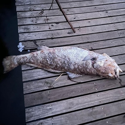 Dead fish no reason for panic