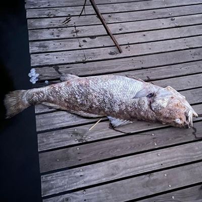Dead fish no reason for panic