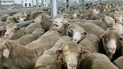 Australian parties at odds over live sheep exports