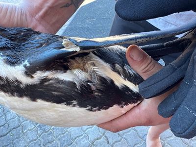 Injured penguin rescued by NSRI crew and Saprec