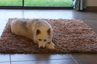 Honde vermis op Droëvlakte