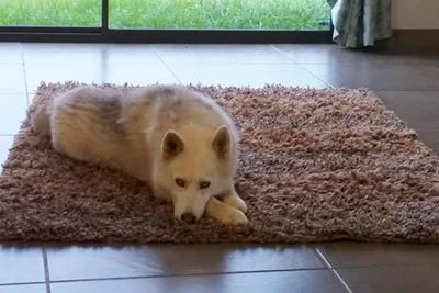Honde vermis op Droëvlakte