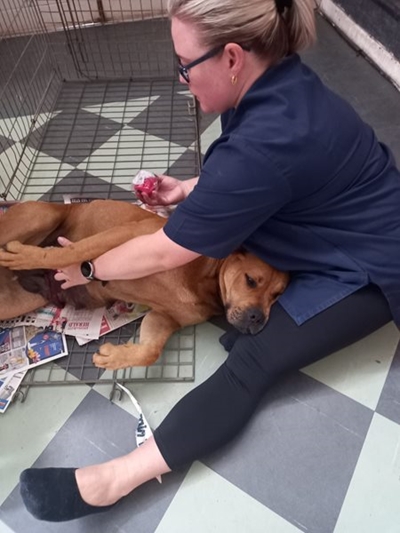 Slangrivier: 160 diere in 3 dae gesteriliseer