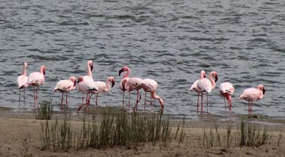 Flaminke besoek Stilbaai