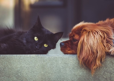 Simple ways to take care of your pet’s dental health