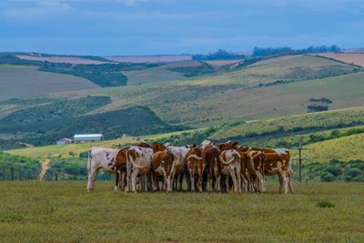 Ban on movement of cattle lifted