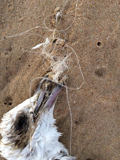 Fishermen asked to help care for nature