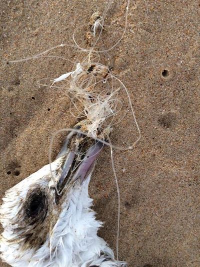 Fishermen asked to help care for nature