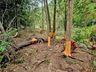 Alien invasive vegetation: get to know the legislation