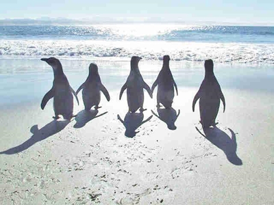 Last penguin release of 2018