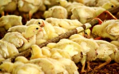 Namibia resumes poultry imports from Belgium