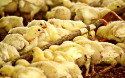 Namibia resumes poultry imports from Belgium