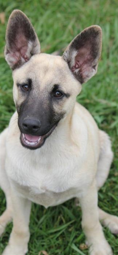 Dogs available for you at Odin