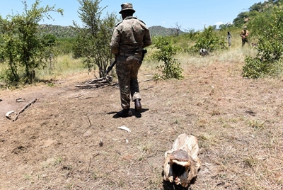 SANParks criticised after tourists find employee, man harvesting black rhino horn 