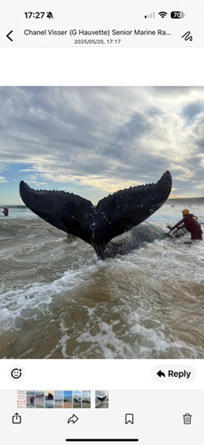 Efforts to save juvenile humpback whale unsuccessful