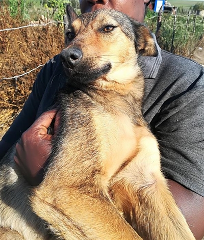 Animal club needs your help