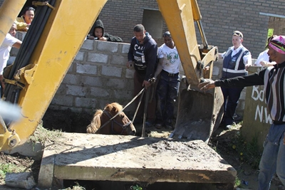 Horse owners warned to be vigilant