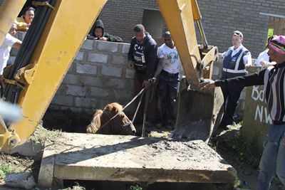 Horse owners warned to be vigilant