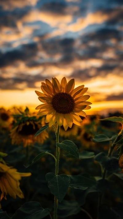 New cultivars could push up sunflower profits