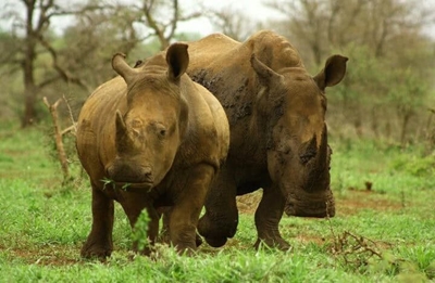 Shocking details emerge of alleged police involvement in rhino poaching