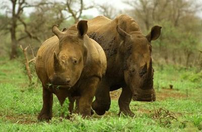 Shocking details emerge of alleged police involvement in rhino poaching