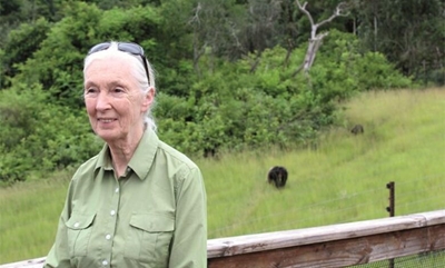Chimp conservationist Jane Goodall dies at age 91