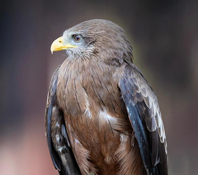 Fear that muti could be reason for Plett raptor theft