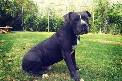 Pit bull issue a bone of contention in SA
