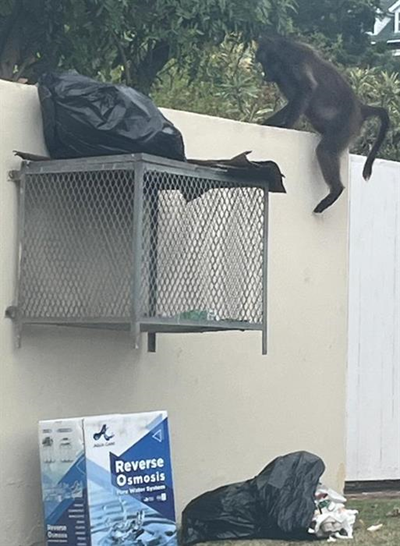 Plague of the apes