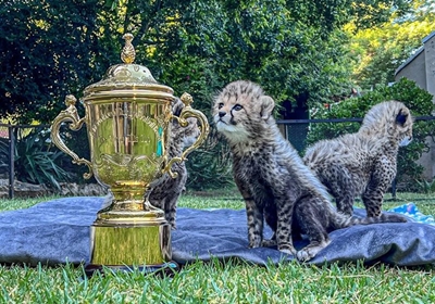 Rugby World Cub?