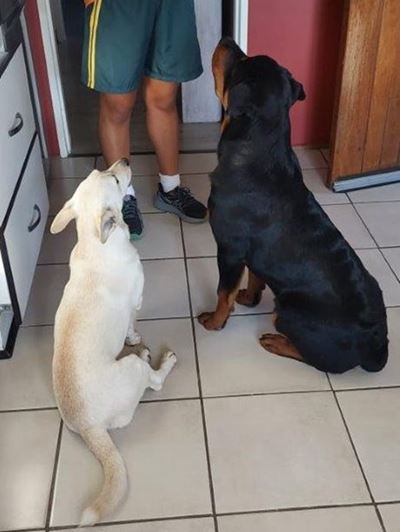 Twee honde steeds soek